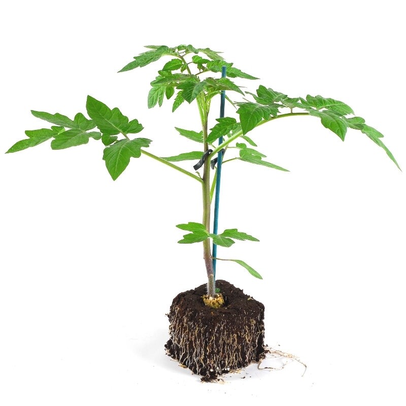 plant de tomate bio - greffé, bon plan plant de tomate bio - greffé, bon plan