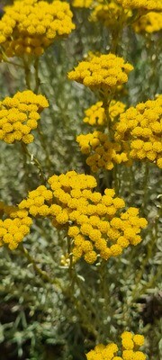 Helichrysum Oleolito di Elicriso  100 ml 3,4 fl.oz