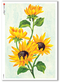 A5 (8 1/4&quot; x 5 7/8&quot;)