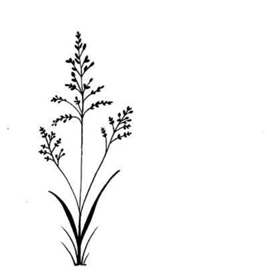 Field Grass - Lavinia Stamps