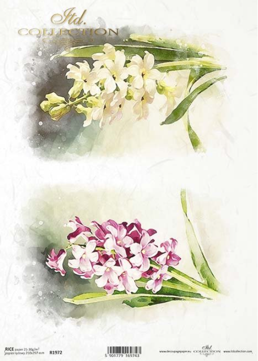 Spring Flowers A4 - ITD Collection, Design: R1972 - Hyacinths