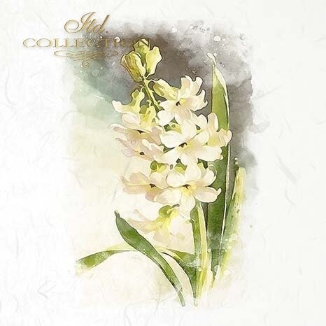 MINI Hyacinths, Snowdrops, Crocuses, Spring Flowers. - ITD Collection