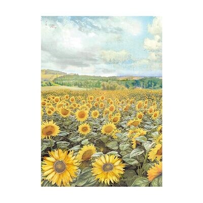 Sunflower Art Selection 8pk A6 - Stamperia