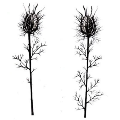 Nigela Damascena - Lavinia Stamps