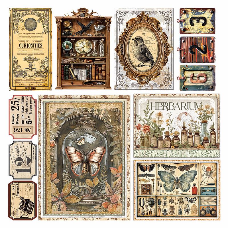 Cabinet of Curiosities 6x6 Vellum - Ciao Bella