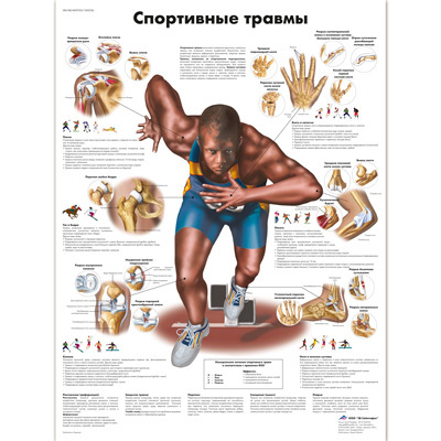 Анатомический плакат 