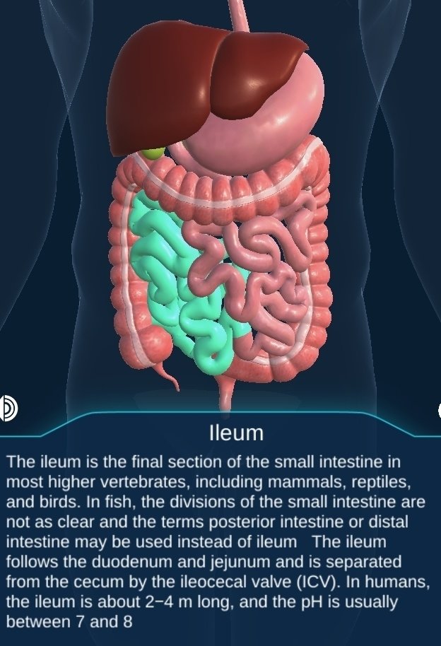 DIGESTION AND ABSORPTION DIAGRAMS