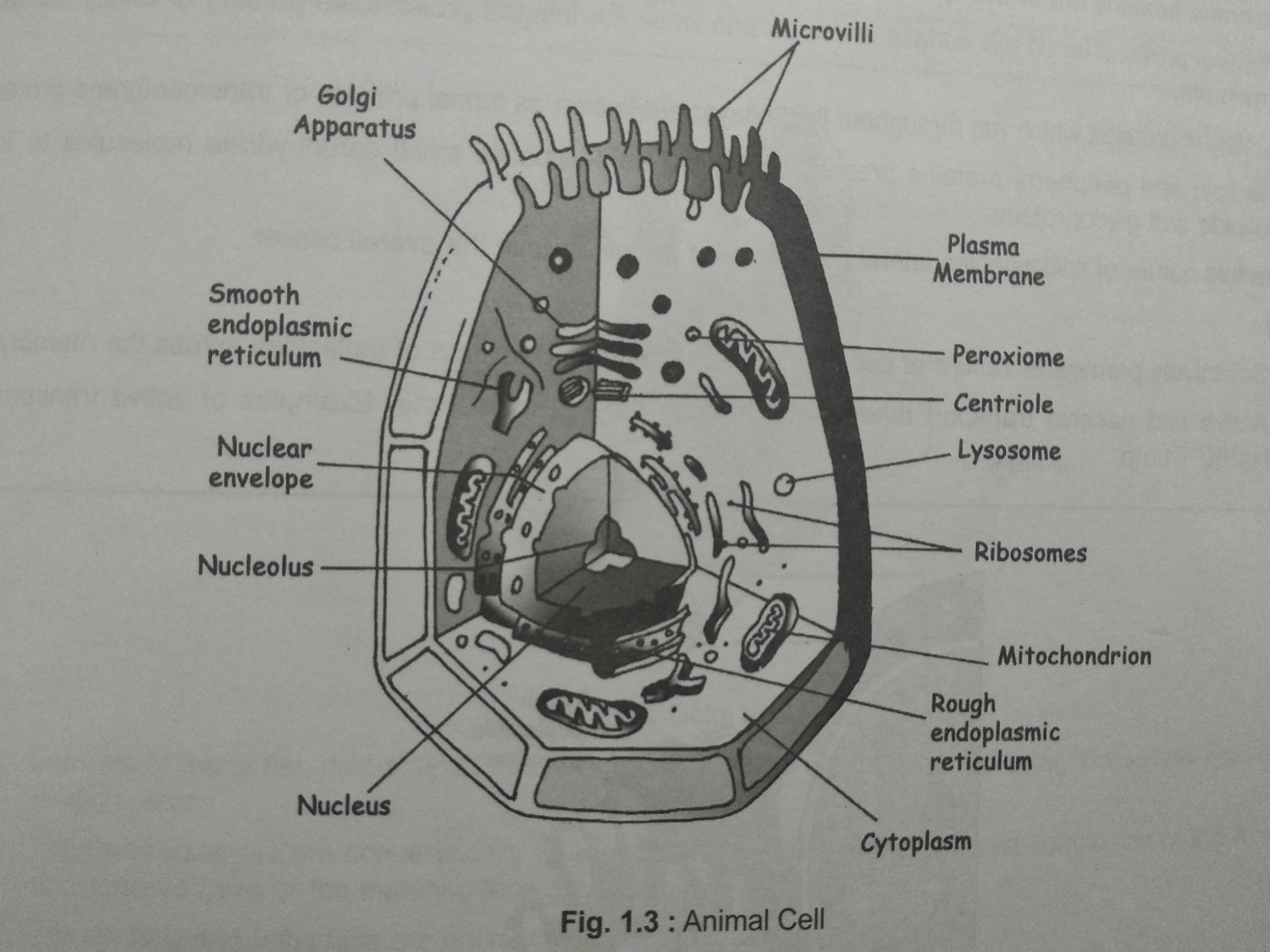 CLASS 11, UNIT 1 ALL DIAGRAMS IMPORTANT FOR NEET/AIIMS/JIPMER.