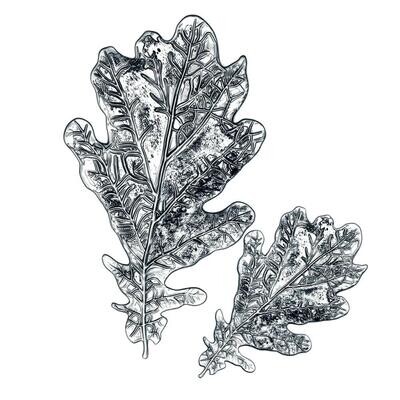 Tim Holtz Sizzix 3-D Impresslits Oak Leaf