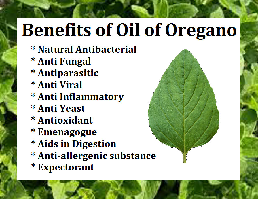 Oregano Essential Oil - 30ml