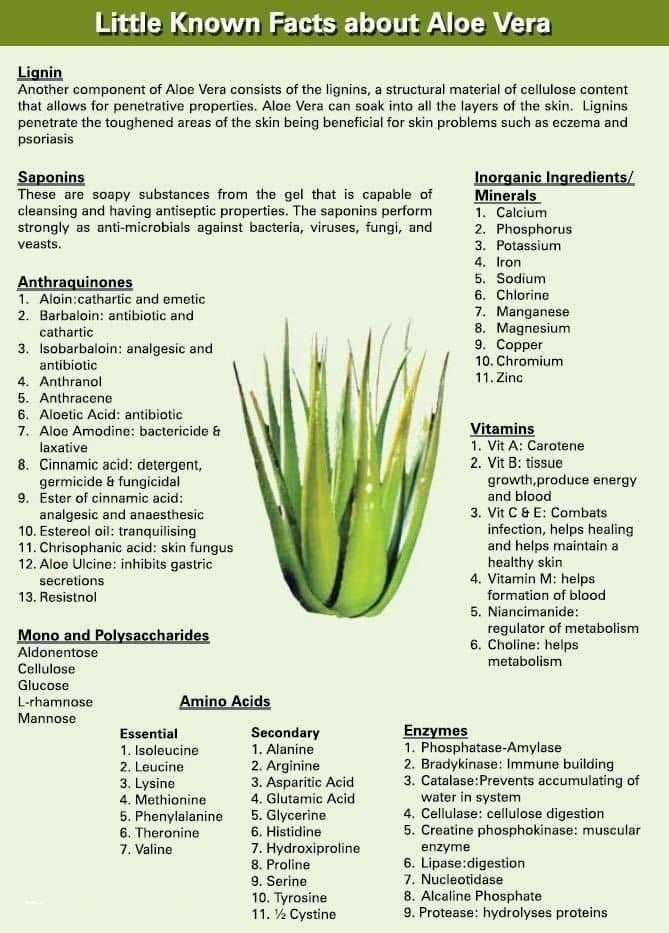 Aloe Vera Pure Gel