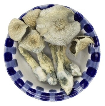 White Rabbit, Amount: 7 grams