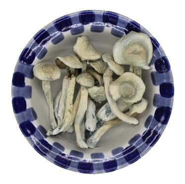Albino Treasure Coast