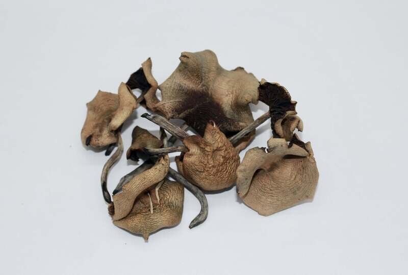 Psilocybe Cyanescens (Wavy Caps)