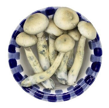White Rabbit Premium, Amount: 7 grams