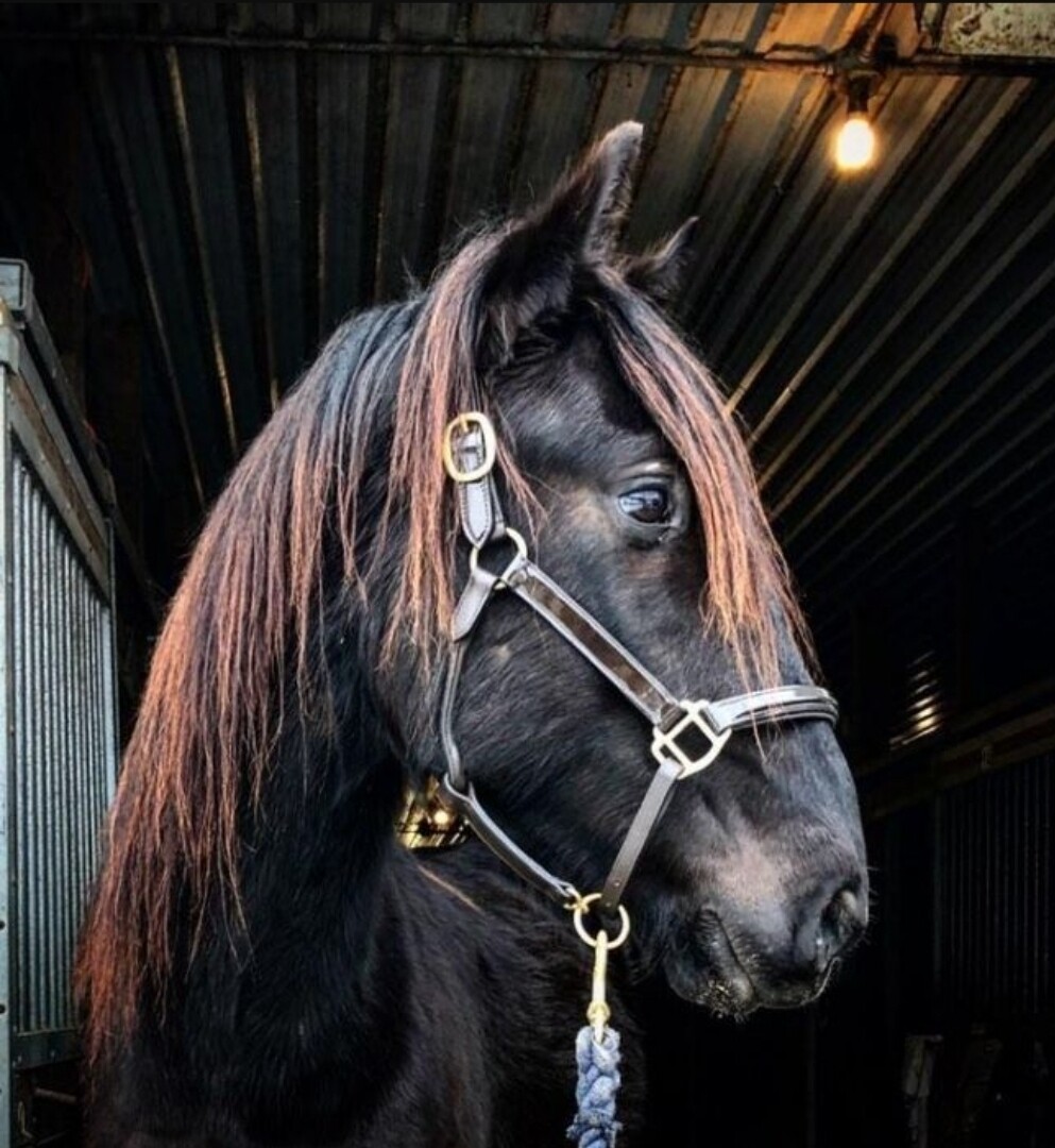 Licou en cuir laqué