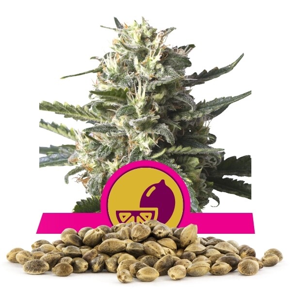เมล็ดพันธุ์ Lemon Shining Silver Haze แพคละ 100 เมล็ด