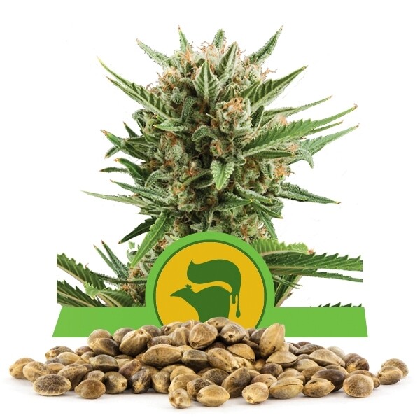 เมล็ดพันธุ์กัญชา Sweet Skunk Automatic แพคละ 100 เมล็ด