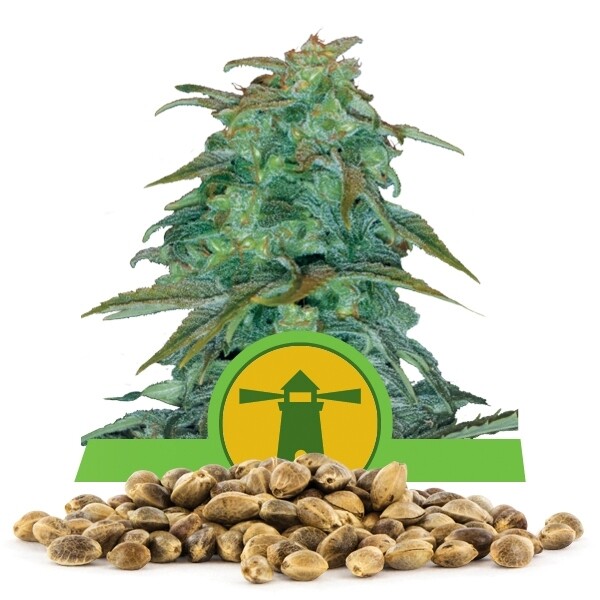 เมล็ดพันธุ์กัญชา Royal Haze Automatic แพคละ 100 เมล็ด