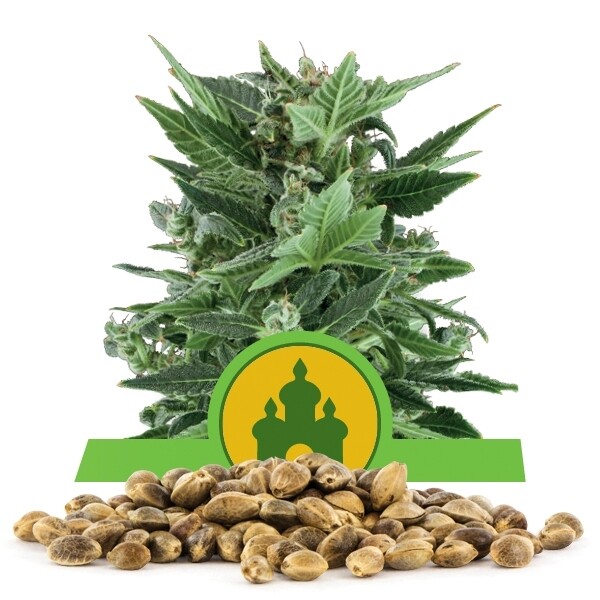 เมล็ดพันธุ์ Royal Kush Automatic แพคละ 100 เมล็ด