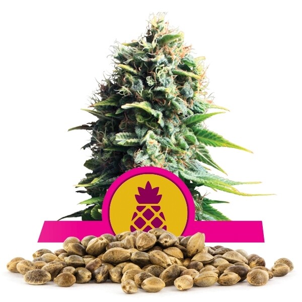 เมล็ดพันธุ์กัญชา Pineapple Kush แพคละ 100 เมล็ด