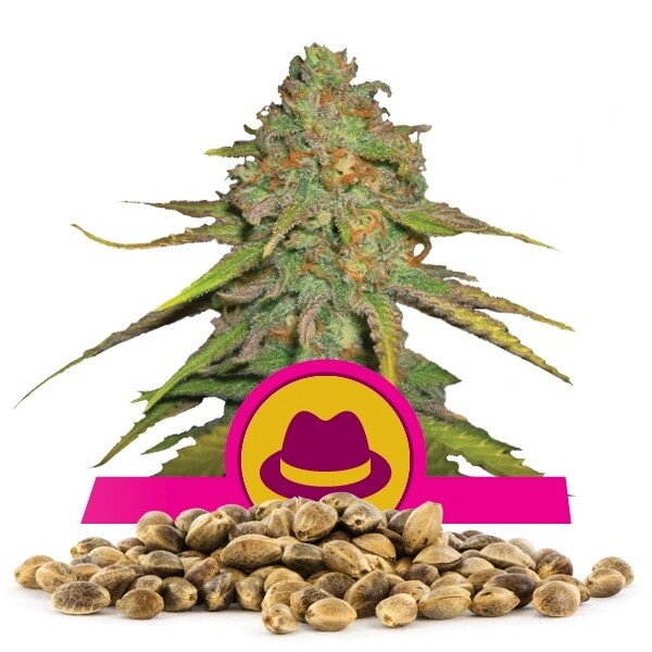 เมล็ดพันธุ์กัญชา O.G. Kush แพคละ 100 เมล็ด