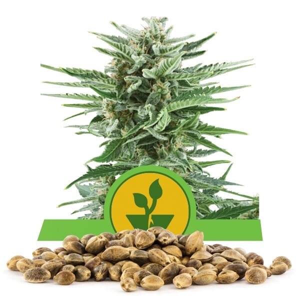 เมล็ดพันธุ์กัญชา Easy Bud แพคละ 100 เมล็ด