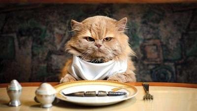 CAT FOOD