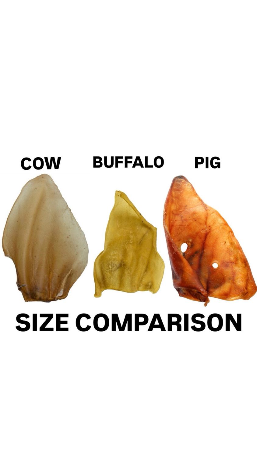 EAR - COW, PIG AND BUFFALO