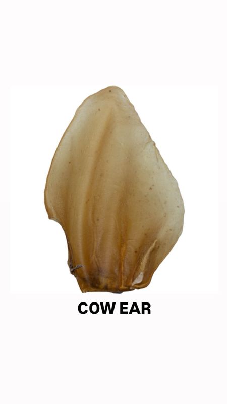 EAR - COW, PIG AND BUFFALO