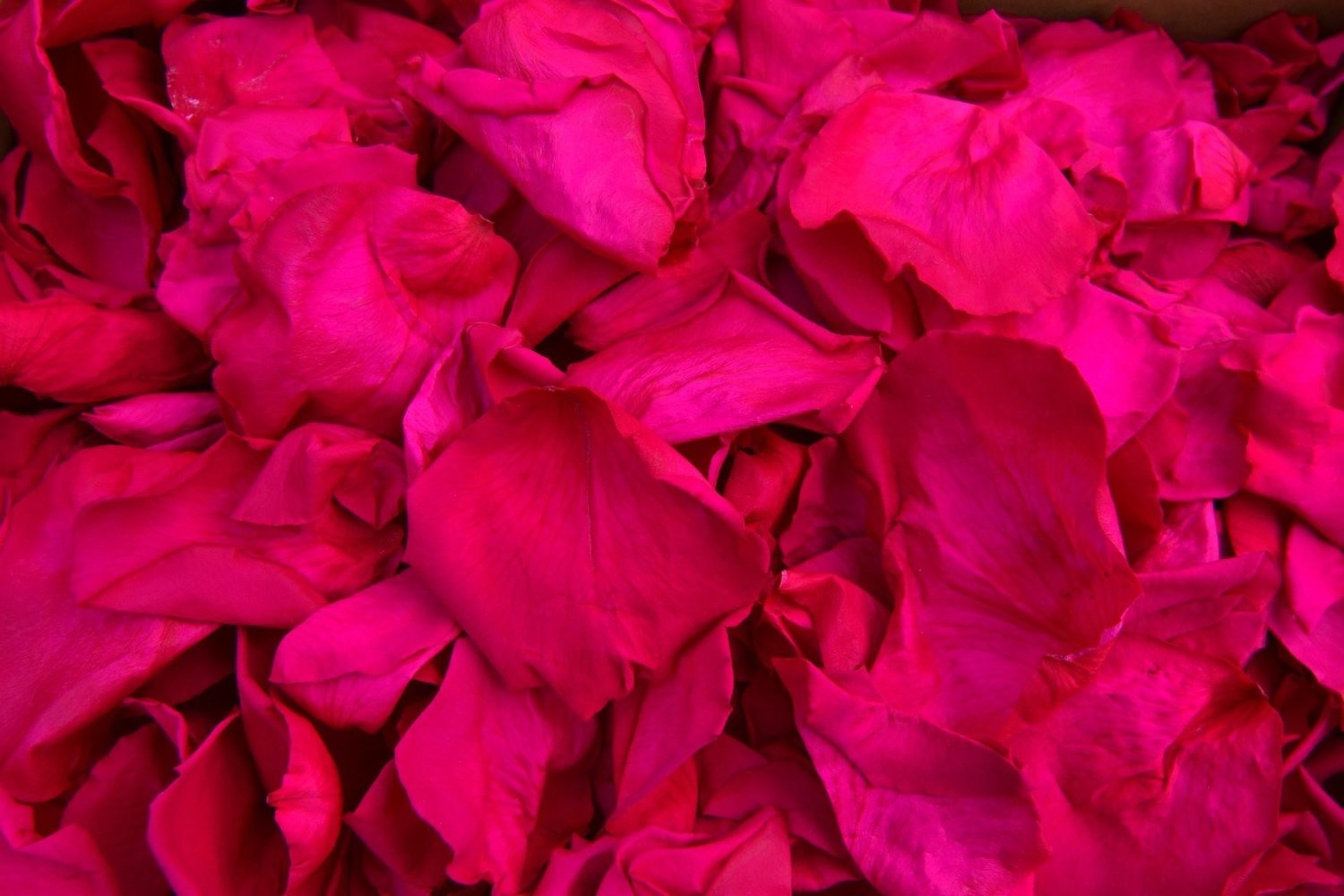 Preserved Rose Petals Hot Pink