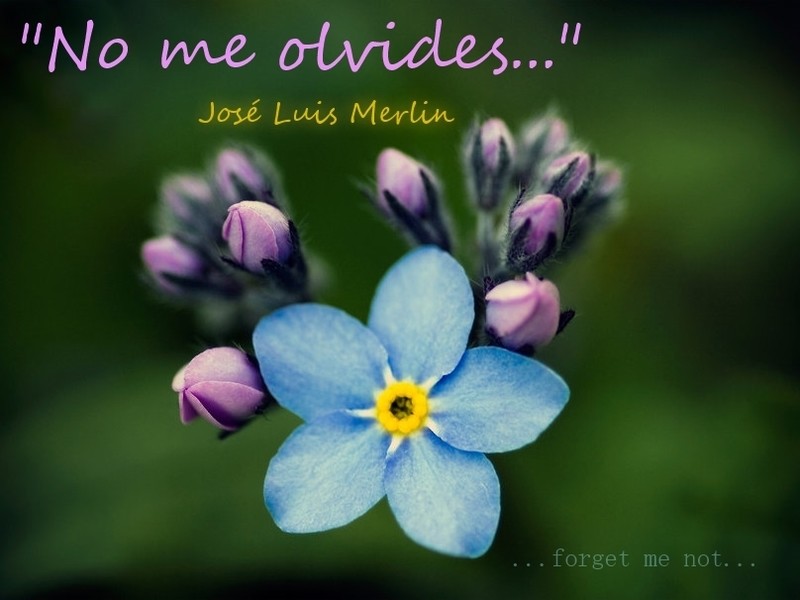 &quot;NO ME OLVIDES&quot; - José Luis Merlin - guitar solo