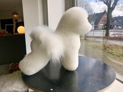 SET-ANGEBOT Bichon Frise