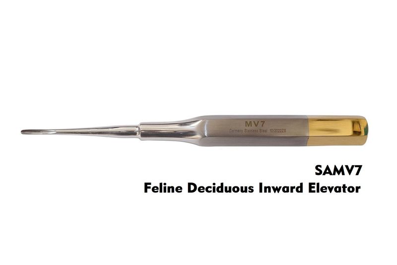 Feline Deciduous inward Elevator