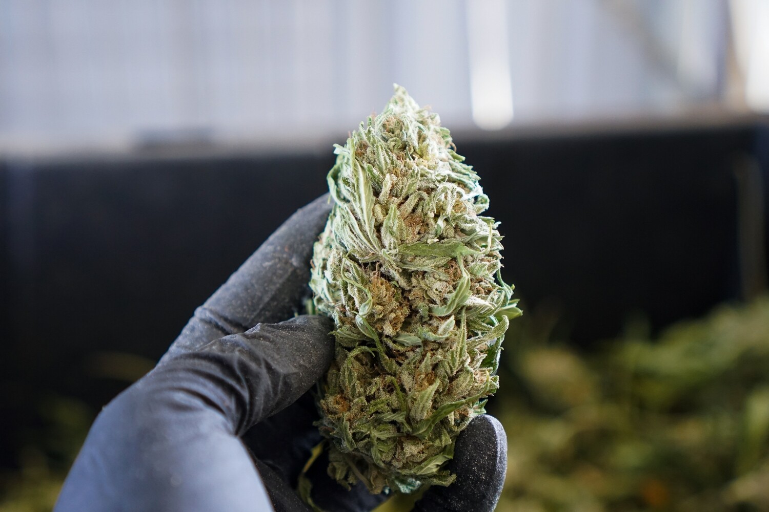 CBG White Hemp Flower High CBD Hemp Flower & Pollen Horn Creek