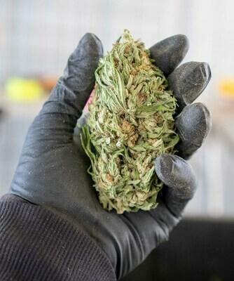 CBG Stem Cell Hemp Flower | Wholesale Pounds CBG Stem Cell Hemp Flower | Wholesale Pounds