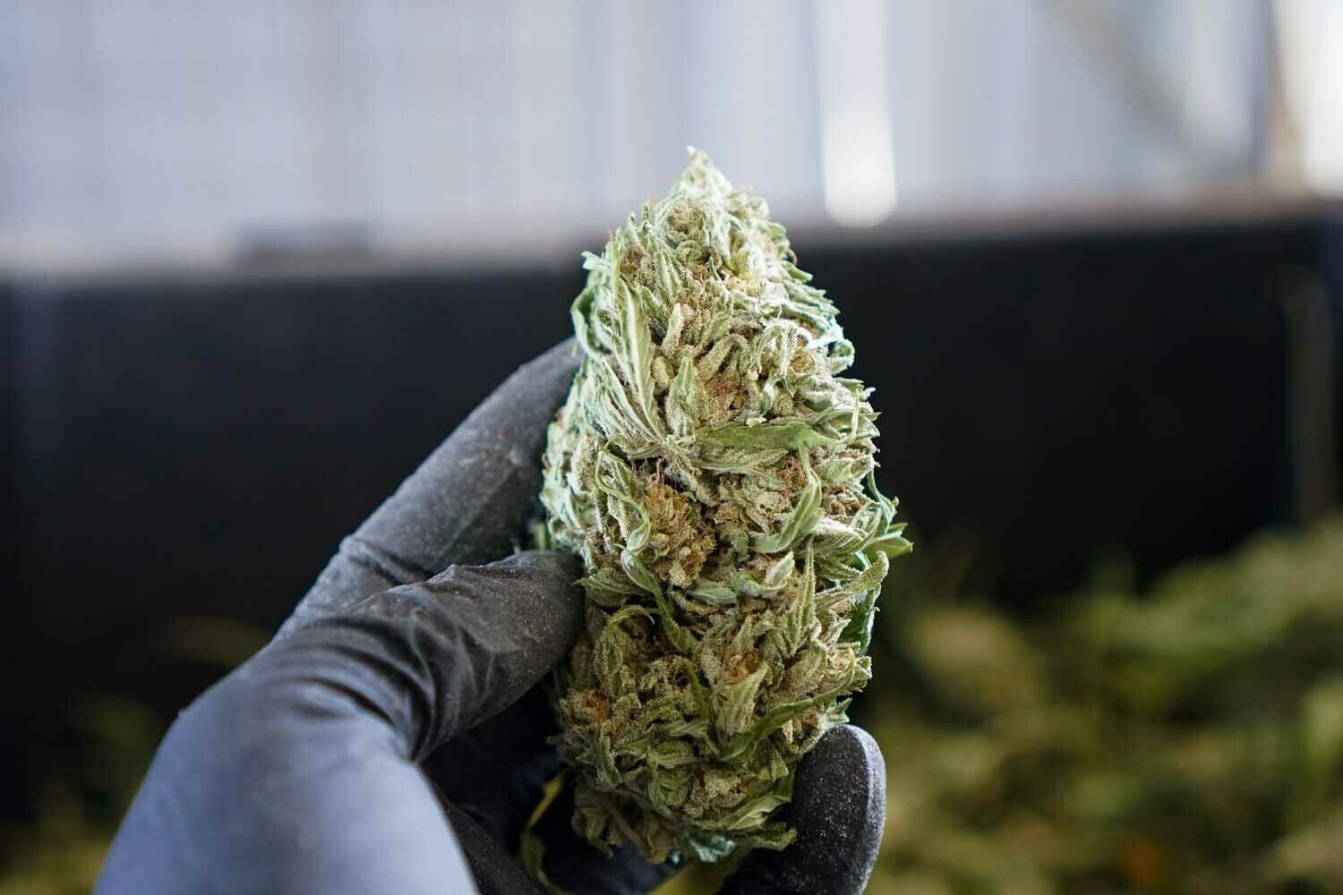 High CBD Hemp Flower & Pollen Horn Creek