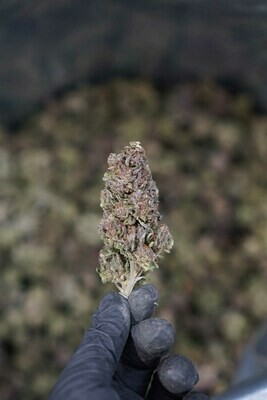 Sour Space Candy Hemp Flower | Wholesale (lb) Sour Space Candy Hemp Flower | Wholesale (lb)