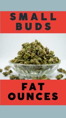 Fat Ounces | 2021 CBD Hemp Flower Fat Ounces | 2021 CBD Hemp Flower