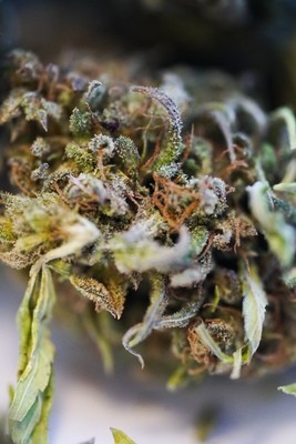 Suver Haze Hemp Flower-Quick Dried (lb) Suver Haze Hemp Flower-Quick Dried (lb)