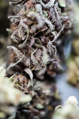 Hawaiian Haze Hemp Flower - Smalls (lb) Hawaiian Haze Hemp Flower - Smalls (lb)