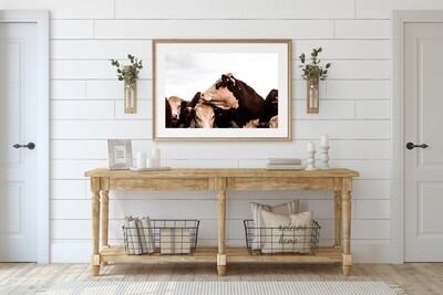 'Hereford Heifers' - Starting from $60