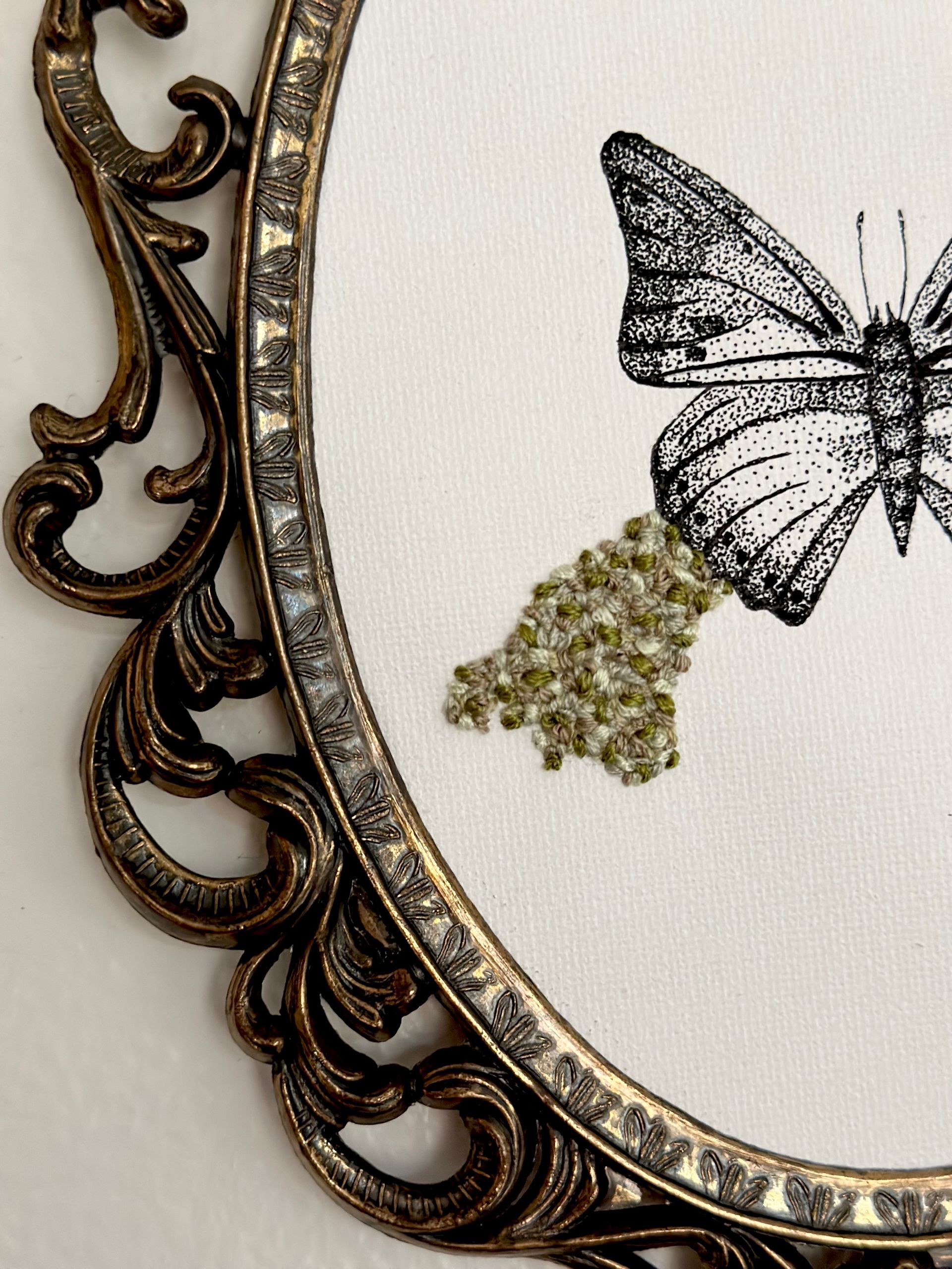 Ornate Green Charaxes Charaxes Subornatus