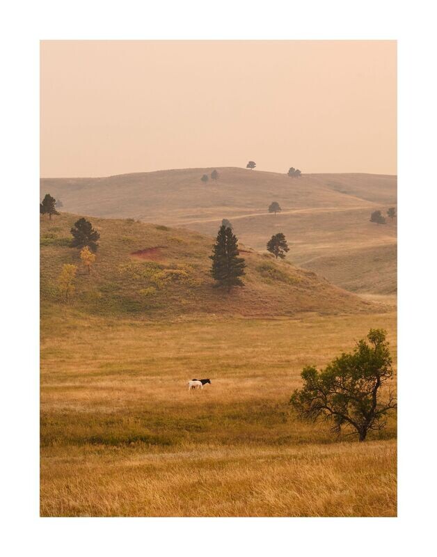 Wild | Black Hills, South Dakota
