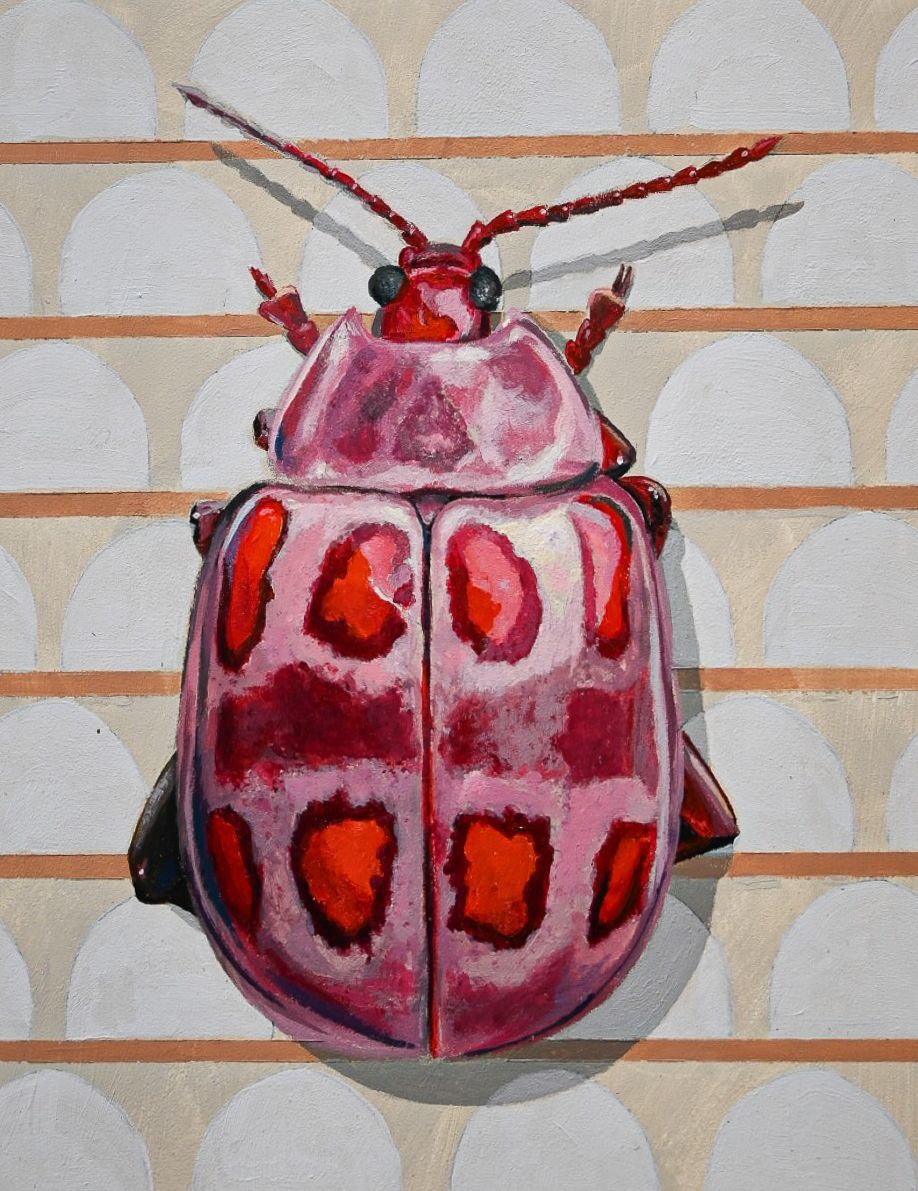 Pink Spotted Beetle