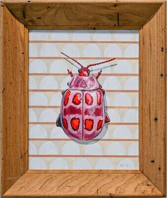 Pink Spotted Beetle