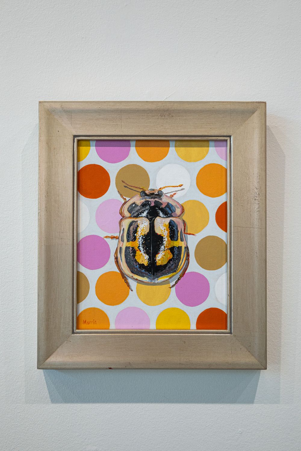 Fourteen Spotted Lady Beetle
