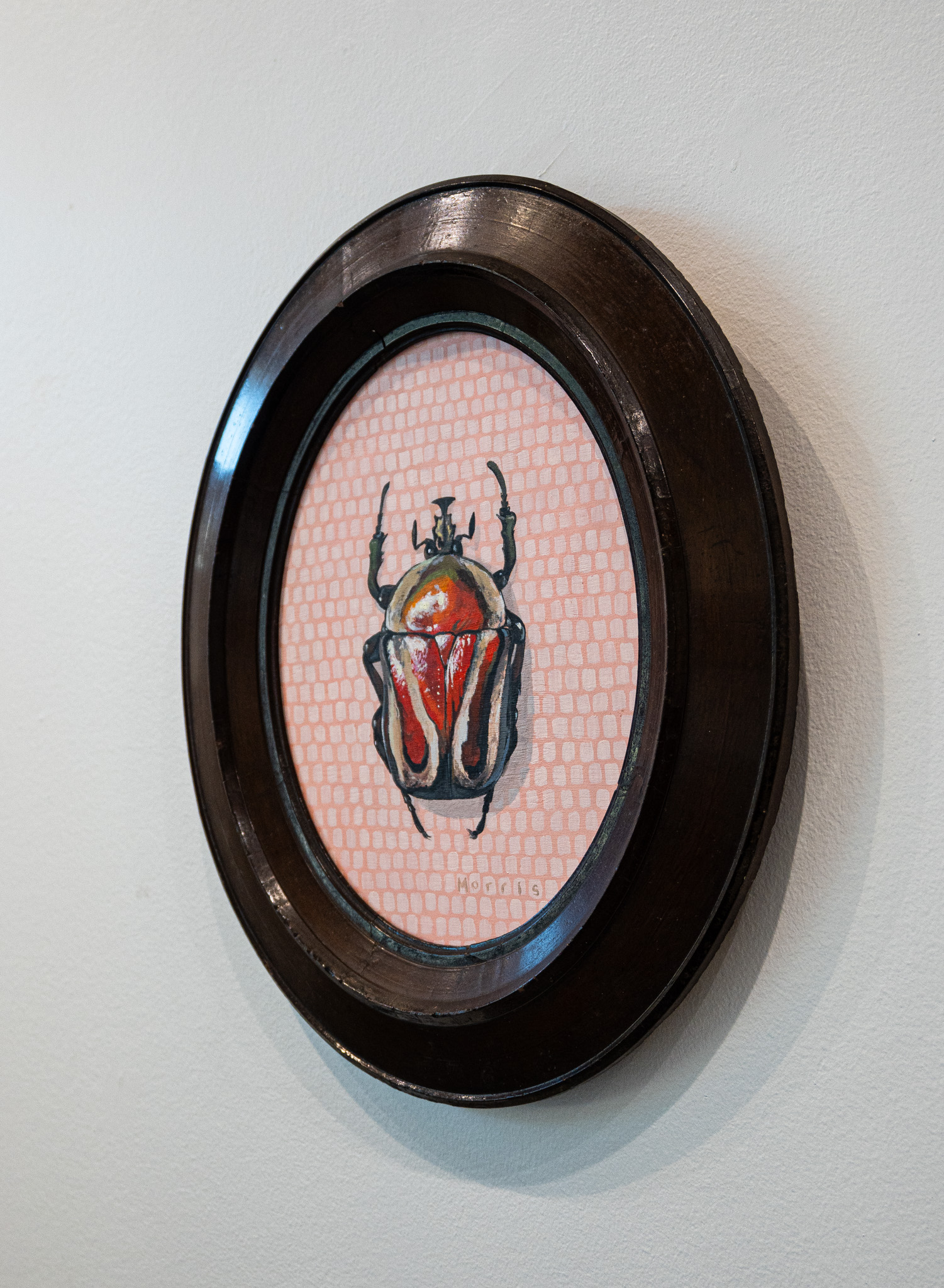 Derbys Flower Beetle