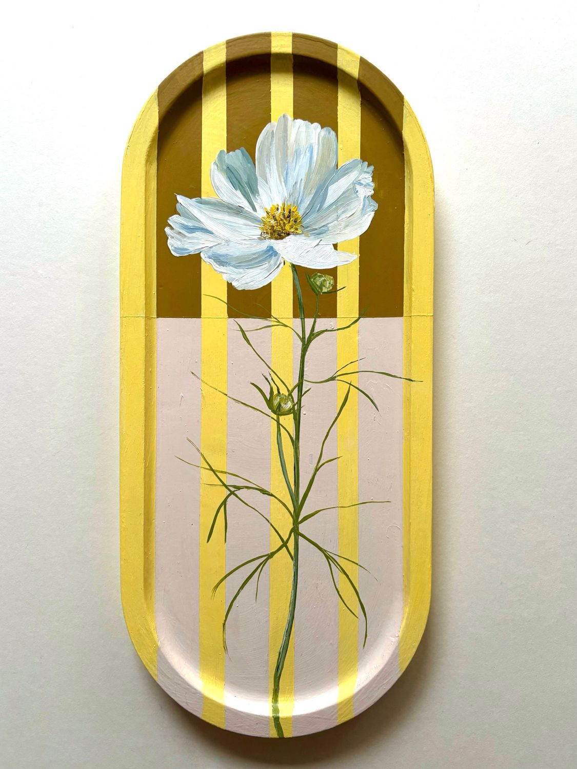 Oval Cosmos