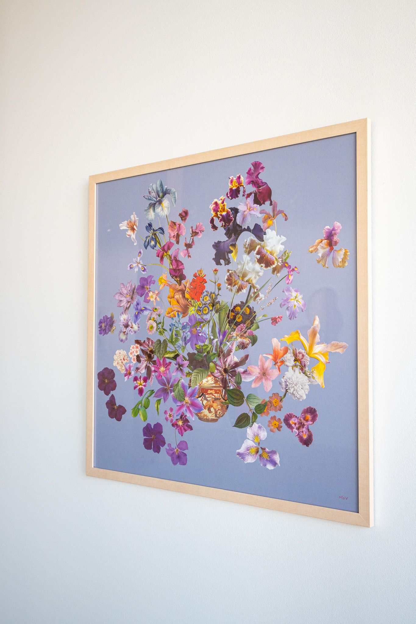 Iris Garden First Bloom